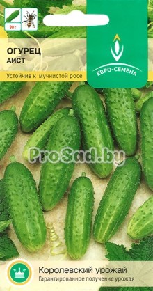 ​Огурец Аист