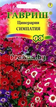 Цинерария гибридная Симпатия, смесь