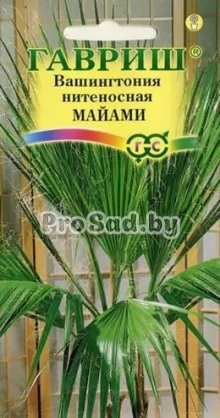 Вашингтония нитеносная Майами