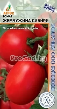 Томат Жемчужина Сибири