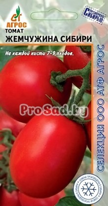 Томат Жемчужина Сибири