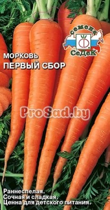 Морковь Первый сбор
