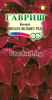 Колеус Визард Вельвет ред