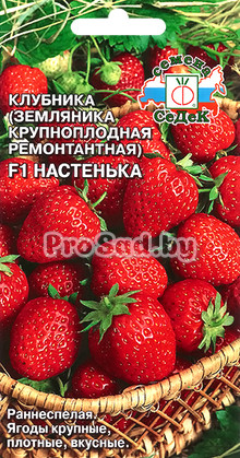 Клубника (Земляника крупноплодная ремонтантная) F1 Настенька