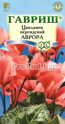 Цикламен персидский Аврора