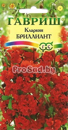Кларкия ноготковая Бриллиант