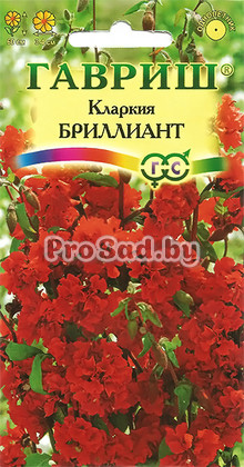 Кларкия ноготковая Бриллиант