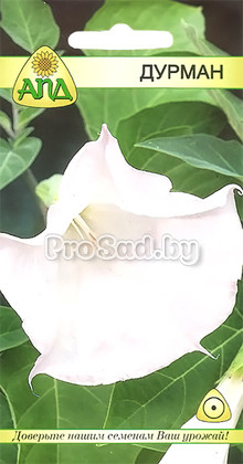 Дурман (Польша)