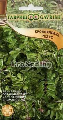Кровохлёбка (Черноголовник кровохлёбковый) Резус