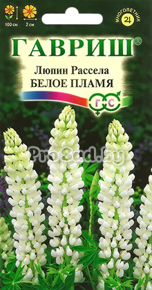 Люпин Рассела Белое пламя