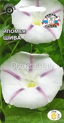 Ипомея Шива