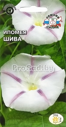 Ипомея Шива