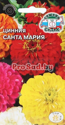 Цинния Санта-Мария