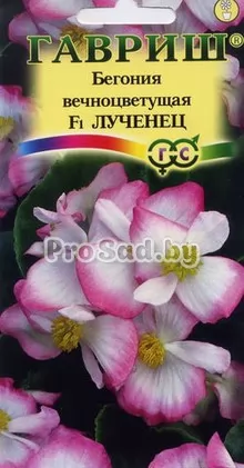 Бегония вечноцветущая F1 Лученец