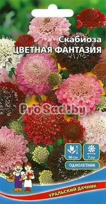 Скабиоза Цветная фантазия