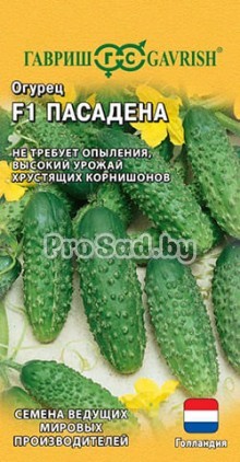 Огурец-корнишон Пасадена F1