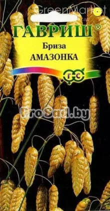 Бриза большая, трясунка Амазонка Бриза большая, трясунка Амазонка