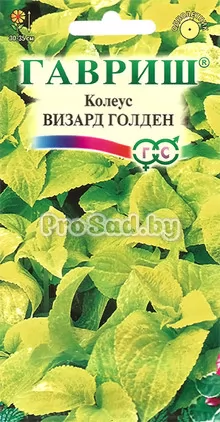 Колеус Визард голден