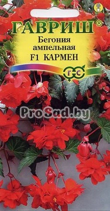 Бегония ампельная F1 Кармен