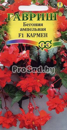 Бегония ампельная F1 Кармен