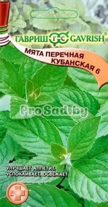 Мята перечная Кубанская 6