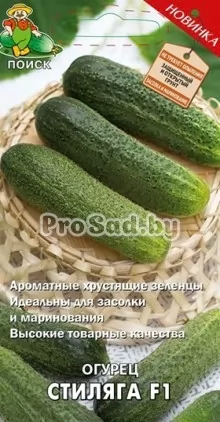Огурец F1 Стиляга