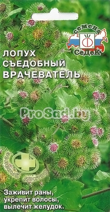 Лопух съедобный Врачеватель