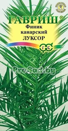 Финик канарский Луксор