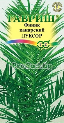 Финик канарский Луксор