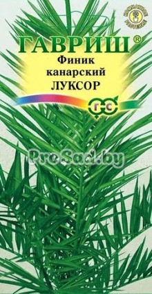 Финик канарский Луксор
