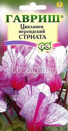 Цикламен персидский Стриата