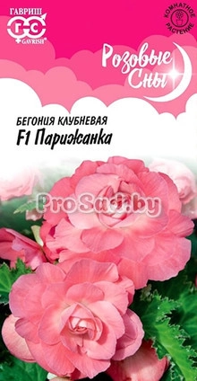 Бегония клубневая F1 Парижанка