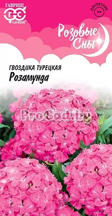 Гвоздика турецкая (бородатая) Розамунда