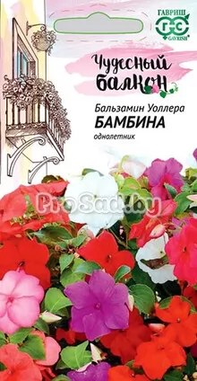 Бальзамин Бамбина