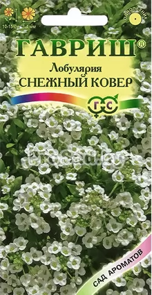 Лобулярия морская Снежный ковёр