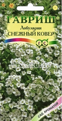 Лобулярия морская Снежный ковёр