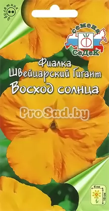 Фиалка Швейцарский гигант Восход солнца