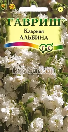 Кларкия ноготковая Альбина