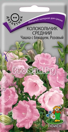 Колокольчик средний Чашка с блюдцем, розовый