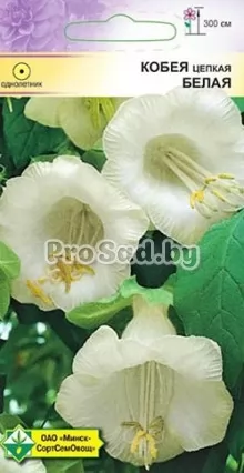 Кобея цепкая Белая