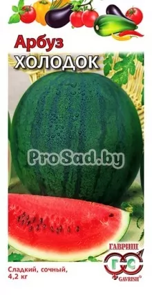Арбуз Холодок