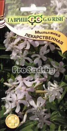 Мыльнянка лекарственная