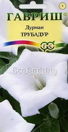 Дурман Трубадур
