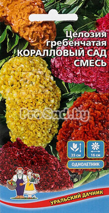 Целозия гребенчатая Коралловый сад