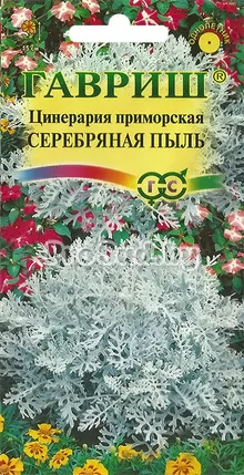 Цинерария приморская Серебряная пыль
