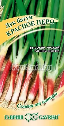 Лук на зелень Красное перо