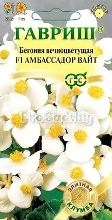 Бегония вечноцветущая Амбассадор вайт