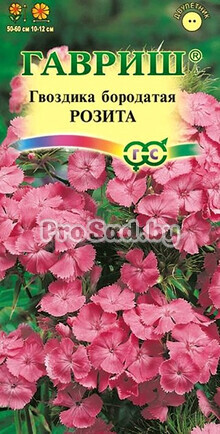 Гвоздика турецкая Розита