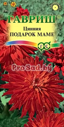 Цинния изящная Подарок маме