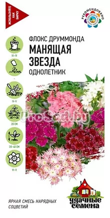 Флокс друммонда Манящая звезда, смесь